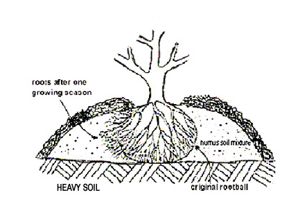 Planting rhododendron in heavy clay soil