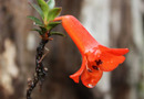 Rhododendron widjajae