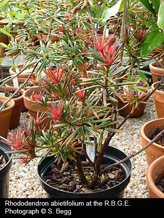 abietifoliumSB.jpg
