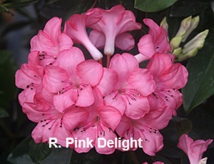 R. 'Pink Delight'