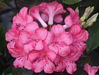 R. Pink Delight
