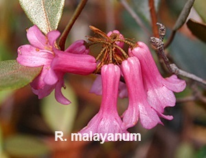 R. malayanum