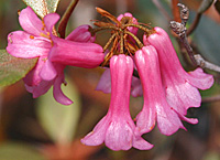 R. malayanum