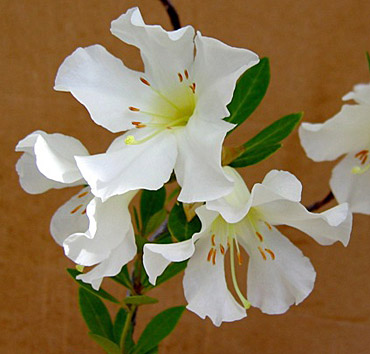 R. mendumiae
