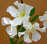 R. mendumiae