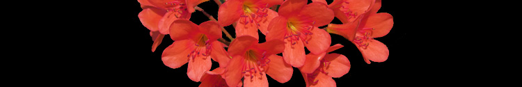 Rhododendron polyanthemum