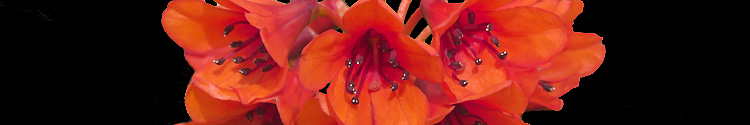 Rhododendron rarilepidotum