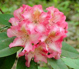 Hybrid Rhododendron Plant Description for Accomplishment