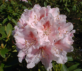 R. 'Albert Schweitzer'