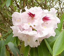 Hybrid Rhododendron Plant Description for Babylon