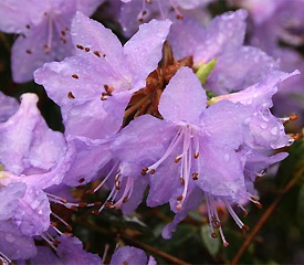 Hybrid Rhododendron Plant Description