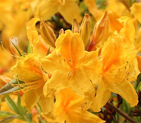 Rhododendron “Rosebud”; Gable hybrid Azalea “Rosebud”