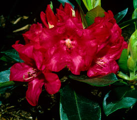Hybrid Rhododendron Plant Description