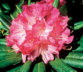 Hybrid Rhododendron Plant Description