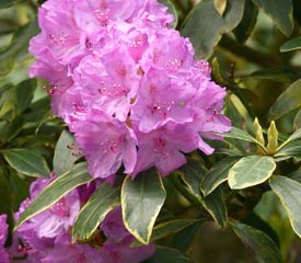 Hybrid Rhododendron Plant Description