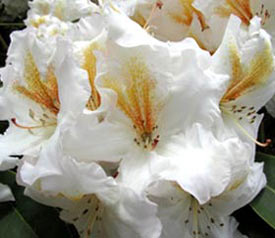 R. 'White Gold'