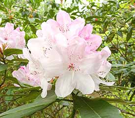 R. 'White Pearl or Halopeanum'