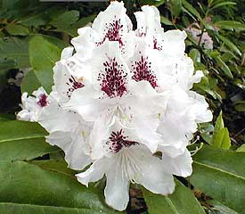 R. 'White Peter'