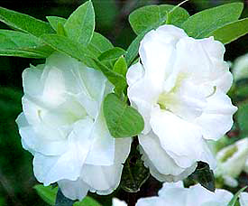 Rosebud Azalea