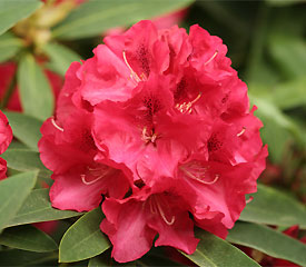 R. 'Wilgen's Ruby'