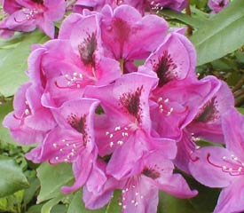 R. 'Wojnar's Purple'