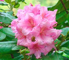 R. 'Wyandanch Pink'