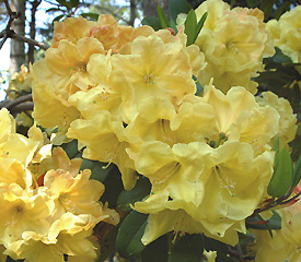 R. 'Bob Furman's Big Yellow'