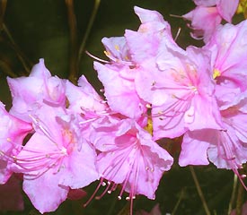 R. mucronulatum 'Cornell Pink'