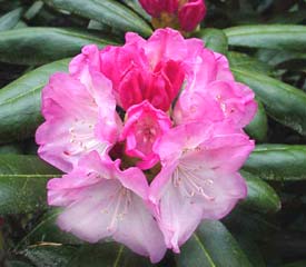 Hybrid Rhododendron Plant Description for degronianum ssp. yakushimanum