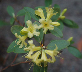 R. 'xanthostephanum'