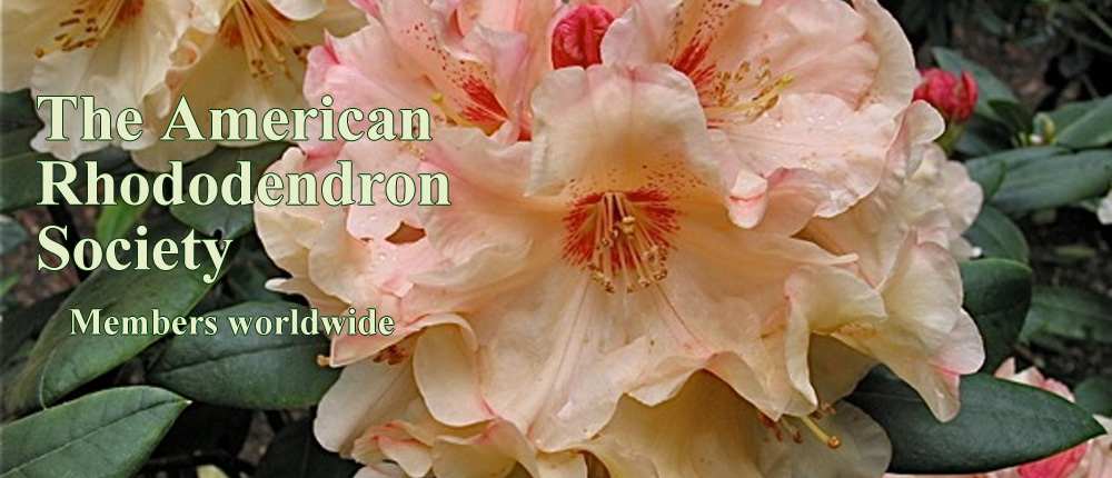 American Rhododendron Society Web Site