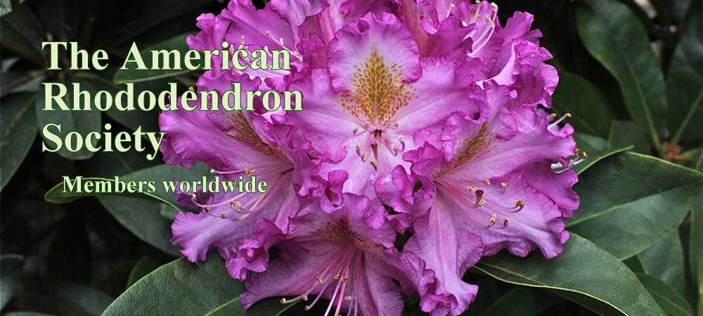 How And When To Prune Rhododendrons