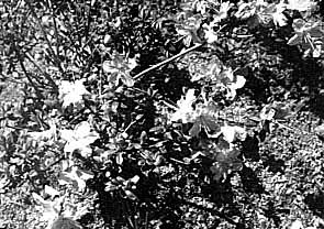 R. saluenense  (Rock 56)