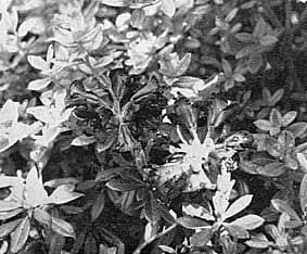 R. chryseum (Rock 43)