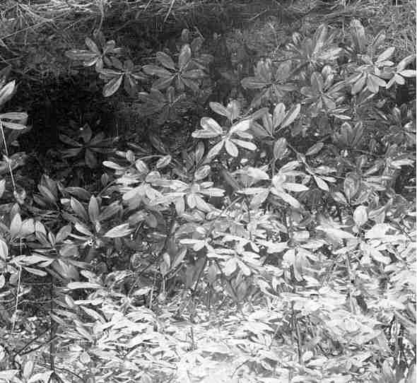 Single stem plant of the same variety