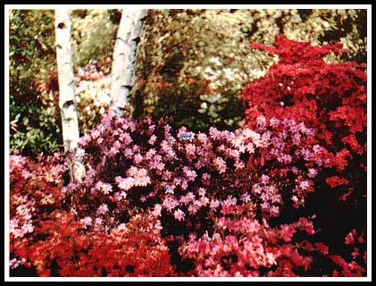 Curtis Clement's Garden