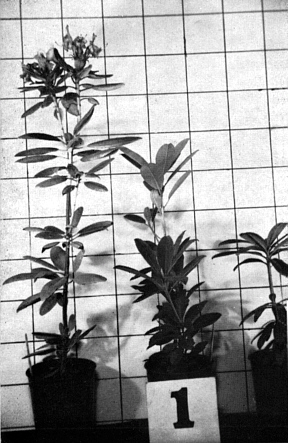 Plants grown under artificial light.