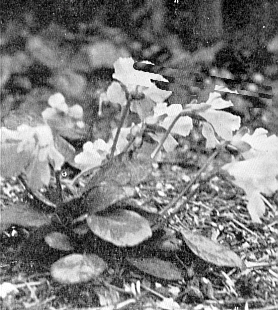 Shortia uniflora var. grandiflora