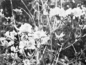 R. sataense at Mt. Takakuma