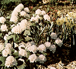 R. carolinianum album compatum