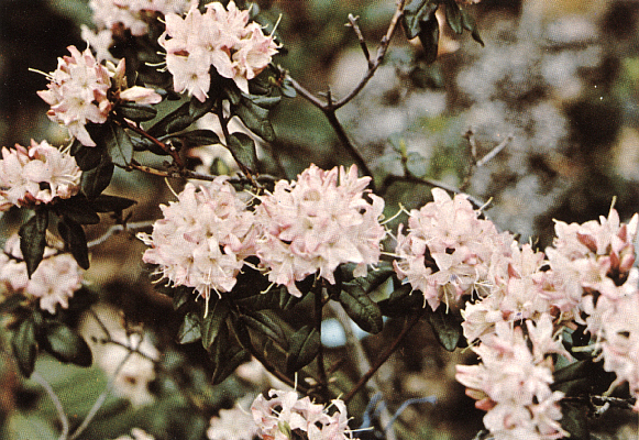 R. racemosum 59717  Rock #11403