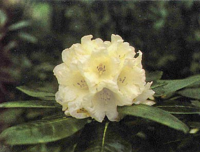 R. lacteum Del James form