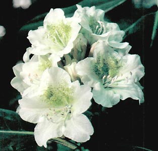 Gable's yellow brachycarpum