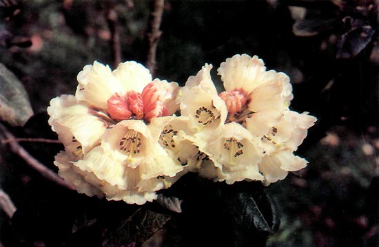 R. eximium Kenron Park