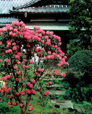 'Taiyo' - 18 year old plant