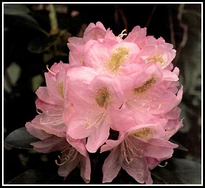 'Party Pink' SPA by David Leach