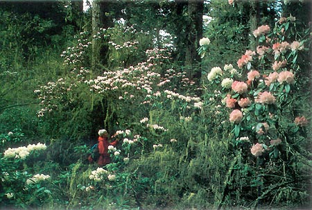 R. vellereum and R. uvariifolium