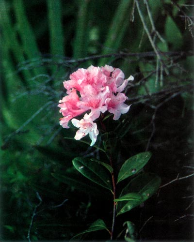 R. chapmanii near Tallahassee, Florida