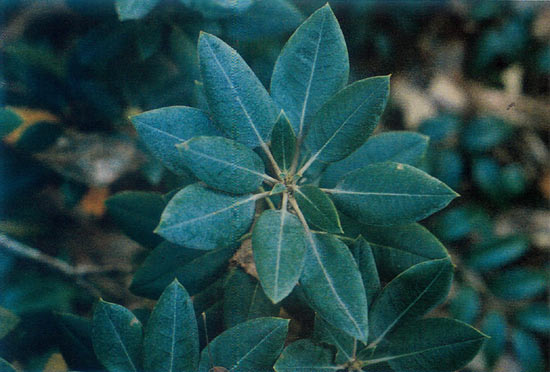 R. maximum 'Shortoff'