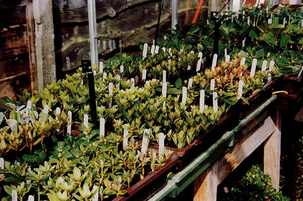 Rhododendron cuttings and
seedlings growing in direct sunlight